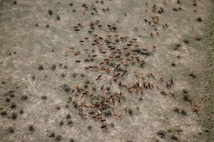 Bird's eye view of a group of cattle at Ranchlands