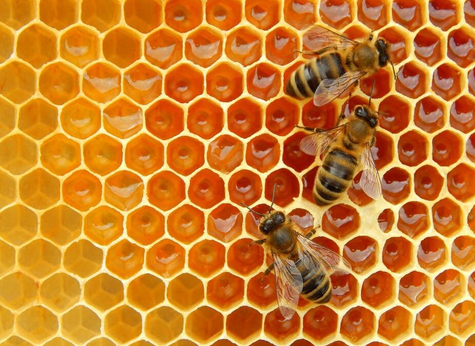 Beekeeping in the Burbs
